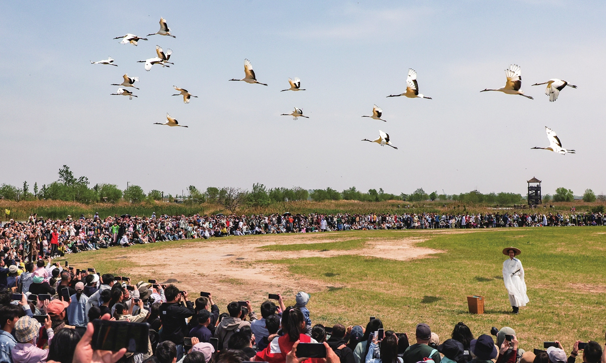 An aerial view of the Red-crowned Crane Wetland Ecological Tourism Area in Yancheng, East China's Jiangsu Province, on May 3, 2025 Photo: VCG