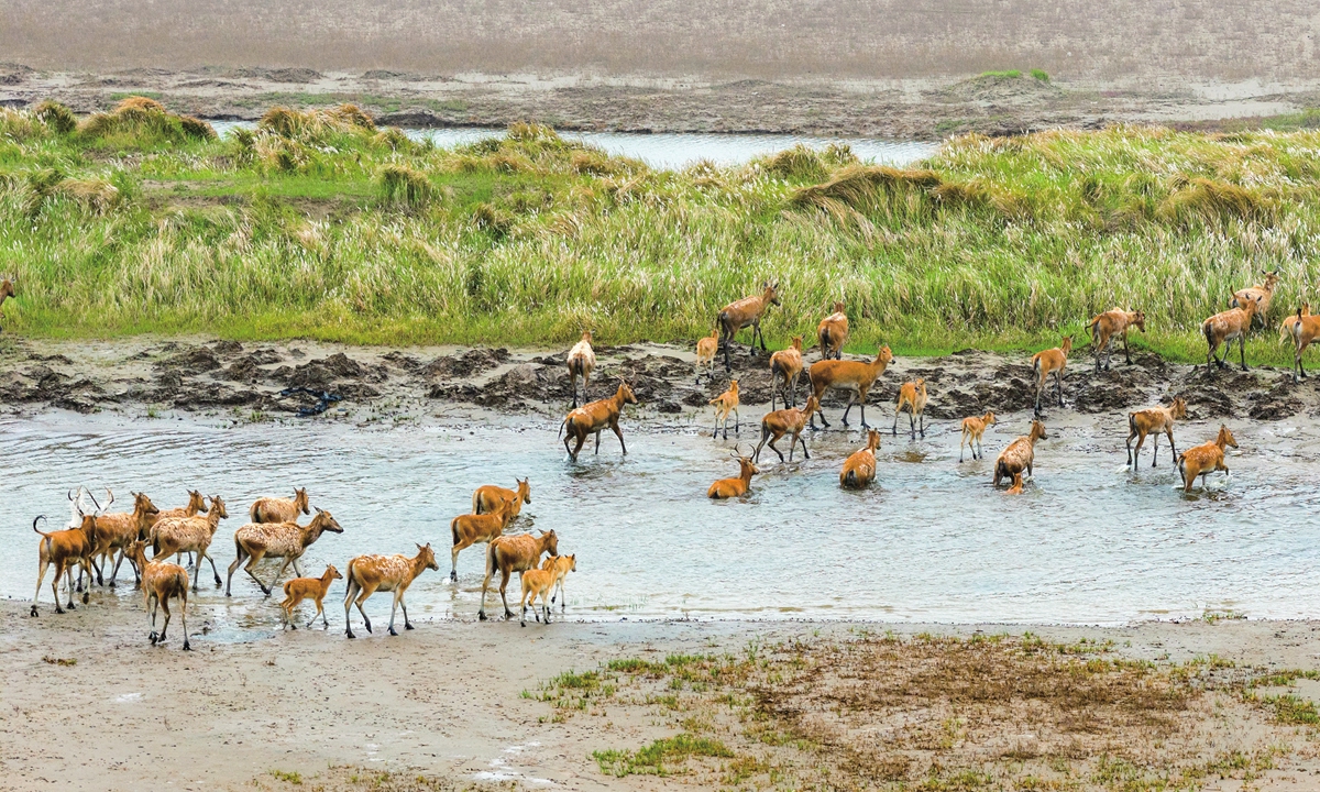 Hundreds of elk forage, play and run on the grassland and lakeside in the Tiaozini wetland in Dongtai of Yancheng City, East China's Jiangsu Province, on May 22, 2025. Photo: VCG